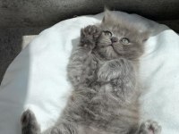 Erkek british longhair yavru