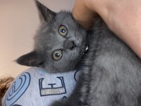 British Shorthair 3 Aylık Erkek