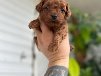 Toy Poodle kore kan
