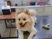 Özenle bakabilecek yeni bir aile arıyoruz ücretsiz köpeğim
