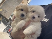 0 NUMARA TÜY DÖKMEYEN MALTESE