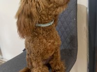 6 aylık yakışıklı poodle