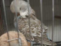 Show Jumbo Muhabbet Kuşu Yavrular Sahiplendirme