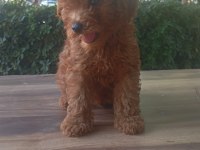 Erkek Tuvalet Eğitimli Teacup Kg Cm Sağlık Garantili Poodle