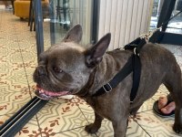 SEVİMLİ DİŞİ FRENCH BULLDOG