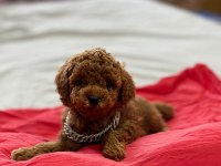 Redbrown Toypoodle Üst Kalite Bebekler 