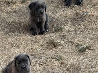 Cane Corso Yavruları