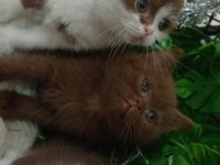 British shorthair kediğiği sahiplendirme
