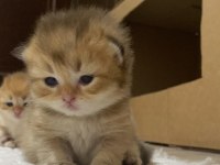 Safkan british bebeklerim Pet & Şecereli Rezerveye açık