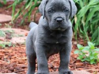 Estetikli dişi blue cane corso yavrular kapıda ödeme 