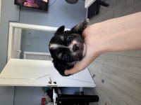 Chihuahua tek kalan erkek yavru