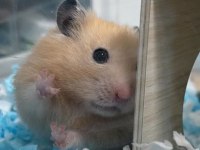 HAMSTER GONZALES YAVRULAR HERYERE GÖNDERİM