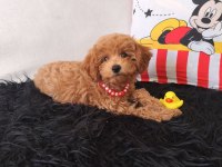 Peluş Bir Kız Toy Poodle