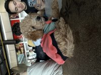 4 aylık toy poodle