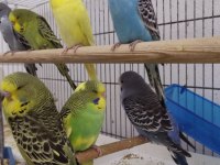SÜPER YENİDOĞAN SHOW JUMBO YAVRU MUHABBET KUŞLARI