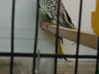PASİFİK PETSHOPTAN YAVRU SULTAN PAPAĞANLARI