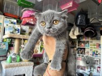 Irk Ve Sağlık Garantili Scottish Fold