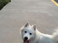 9 Aylık Eğitimli Dişi Samoyed Sahiplendirme