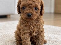 Sevimli Poodle Yavrularımız Hazır