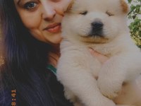 Çin aslanı chow chow
