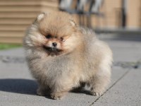 3 Kuşak Orjinal Pomeranian Boo