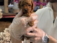 Mini Boy Toy Poodle Yavrularımız A Kalite Şecereli