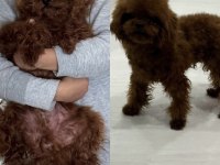 Toy POODLE