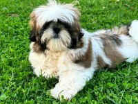 Kore kan shih tzu baby