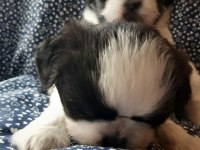 Anne ve baba safkan shih tzu bebişler
