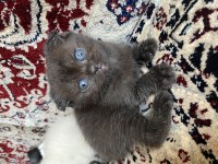 British shorthair kedisi dişi
