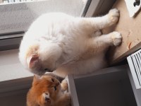 Yurtdışından gelen şampiyona kazanmış kedilerin yavru