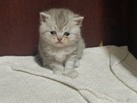 SAFKAN BRİTİSH VE SCOTTİSH YAVRULARIMIZ