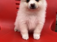 A kalite pomeranian boo bebekler