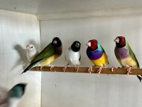 Eşe Hazır Gökkuşağı İspinozu