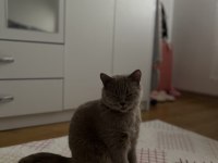 Eğitimli Aşılı British Shorthair