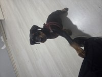 3 Aylık Erkek Doberman