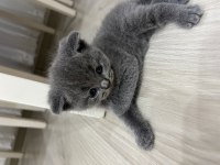 Scottish fold kedisi