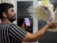 Böylesi yok kakadu papağanı