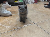 British shorthair dişi yavru