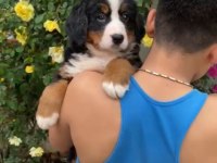 (SDK) Çiftlikten ırk garantili BERNESE DAĞ KÖPEĞİ