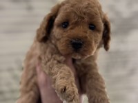 IRK VE SAĞLIK GARANTİLİ TOY POODLE