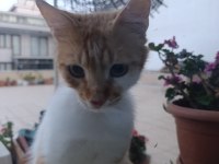 Kedimize acil yuva arıyoruz