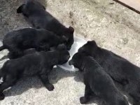 Black Solid Alman Kurdu Yavruları