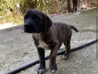 Afyon Ücretsiz Yavru Köpek Sahiplendirme