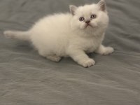 EŞSİZ GÜZELLİKTE BLUE POİNT BRİTİSH SHORTHAİR BEBEKLER