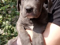 Cane corso dişi YAVRULARIMIZ mevcut