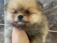 Pomeranian Boo Yavruları