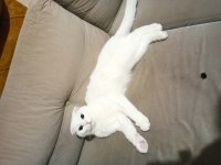 Sahiplendirilecek scottish fold