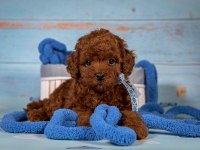 TOY POODLE YAVRULARI