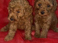Sağlık ve ırk garantili toy poodle
